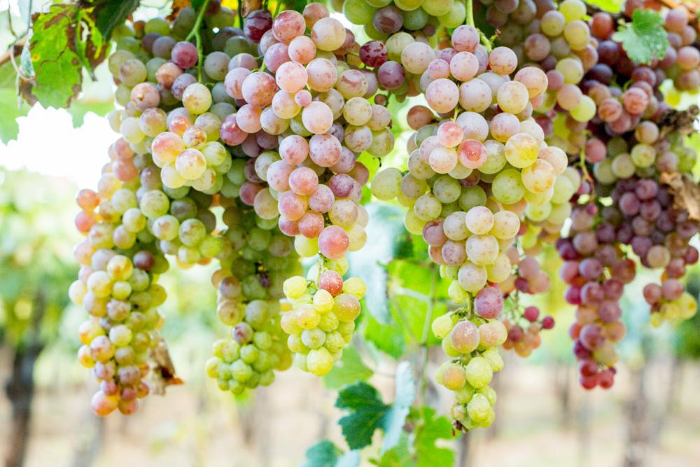 Ruta del Vino de altura