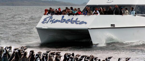 Canal Beagle Pinguinera