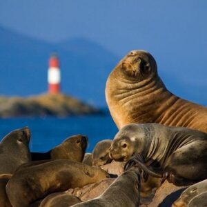 Canal Beagle Lobos