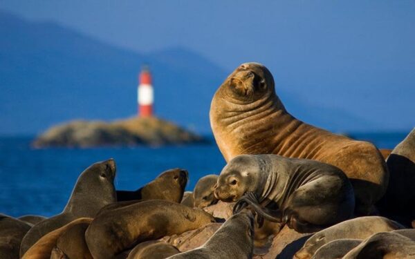 Canal Beagle Lobos