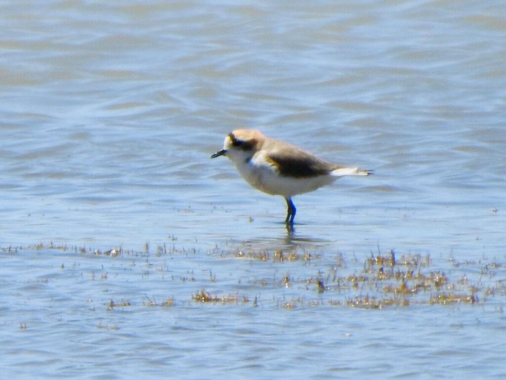 Chorlito puneño en la Laguna de los Pozuelos