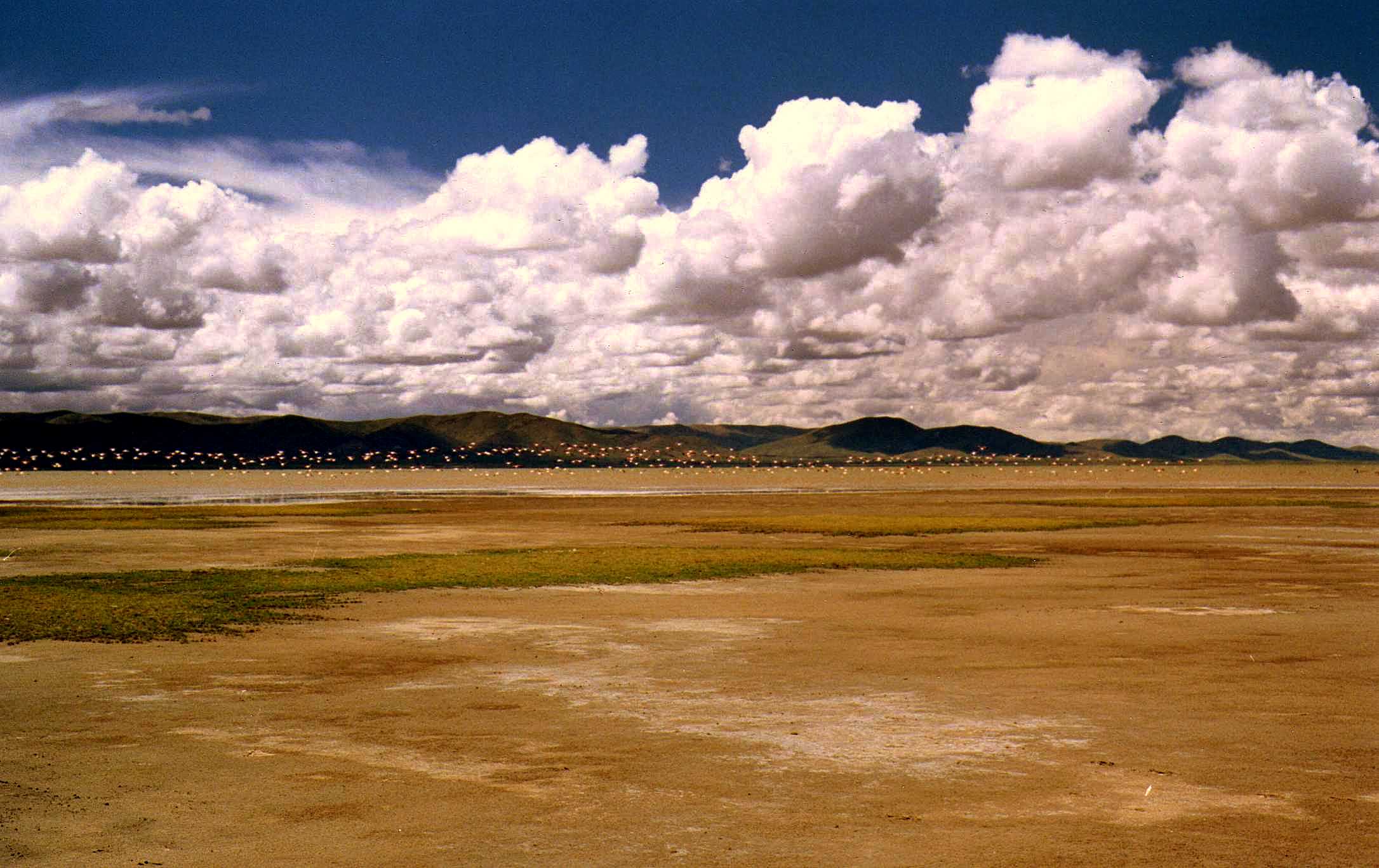 Flamencos en la Laguna de los Pozuelos, Puna de Jujuy