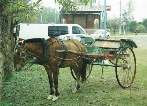 Caballo y sulky en Simoca, Tucumán