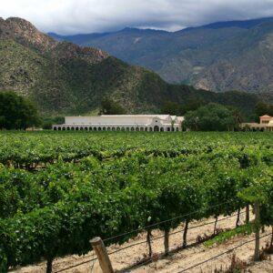 Viñedos y bodega en Cafayate, Valles Calchaquíes