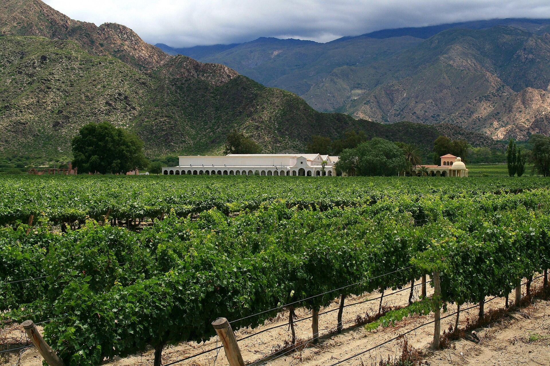 Viñedos y bodega en Cafayate, Valles Calchaquíes