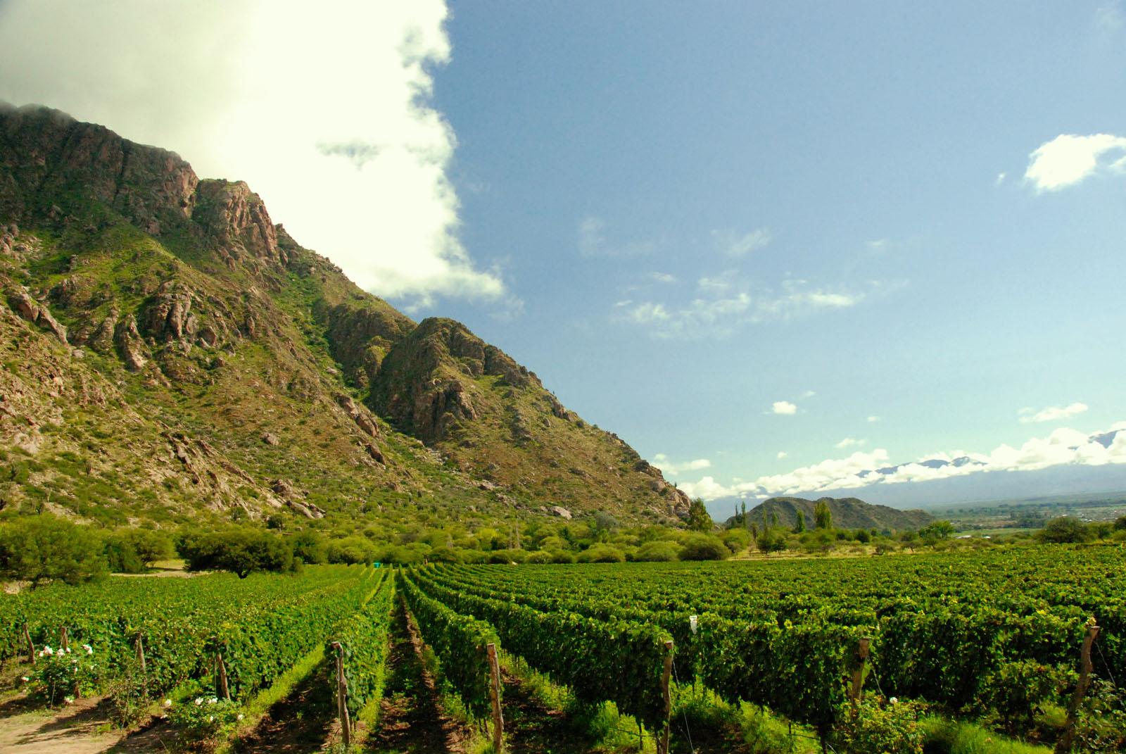 Viñedos de Cafayate al pie de las montañas